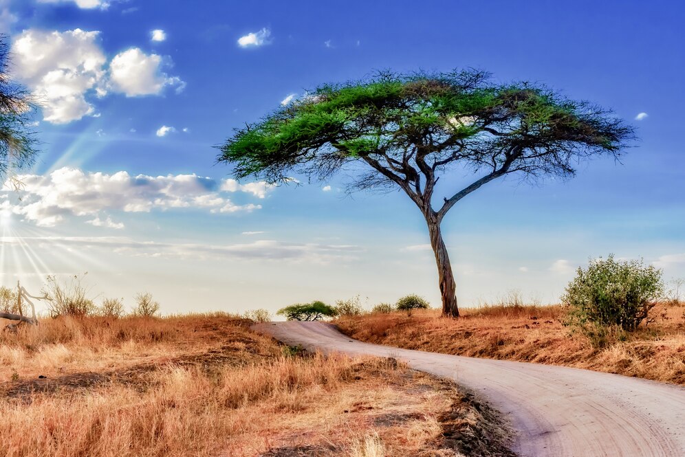 beautiful-shot-tree-savanna-plains-with-blue-sky_181624-21992