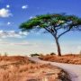 beautiful-shot-tree-savanna-plains-with-blue-sky_181624-21992